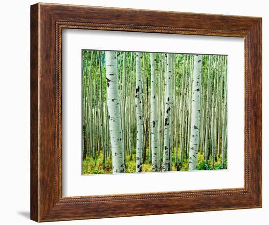 Bigtooth Aspen Trees in White River National Forest near Aspen, Colorado, USA-Tom Haseltine-Framed Photographic Print