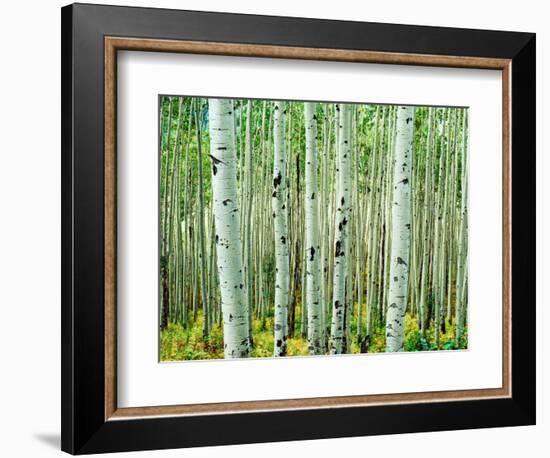 Bigtooth Aspen Trees in White River National Forest near Aspen, Colorado, USA-Tom Haseltine-Framed Photographic Print