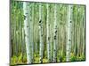 Bigtooth Aspen Trees in White River National Forest near Aspen, Colorado, USA-Tom Haseltine-Mounted Photographic Print