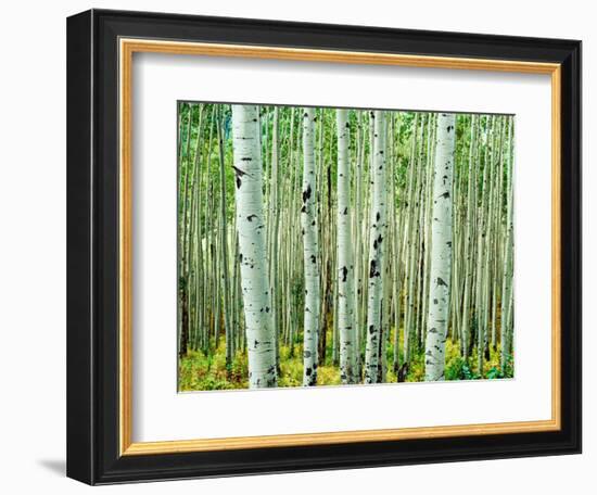 Bigtooth Aspen Trees in White River National Forest near Aspen, Colorado, USA-Tom Haseltine-Framed Photographic Print