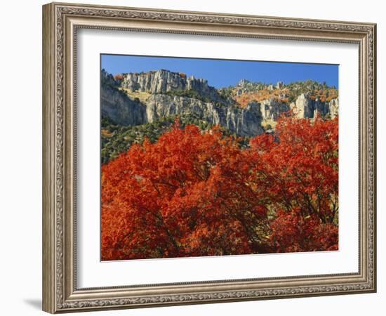 Bigtooth Maple, Blacksmith Fork Canyon, Bear River Range, Wasatch National Forest, Utah, USA-Scott T. Smith-Framed Photographic Print