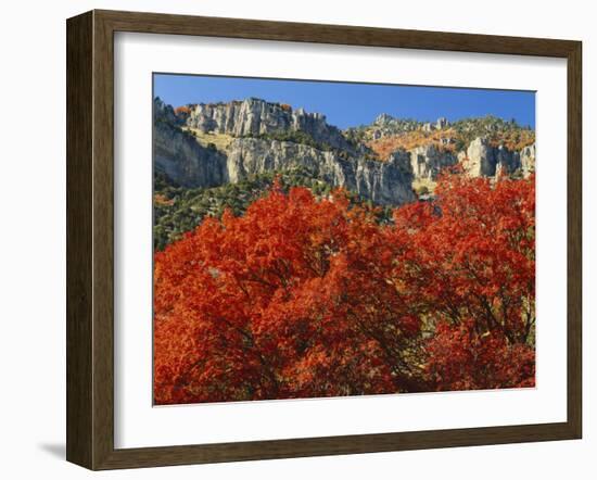 Bigtooth Maple, Blacksmith Fork Canyon, Bear River Range, Wasatch National Forest, Utah, USA-Scott T. Smith-Framed Photographic Print