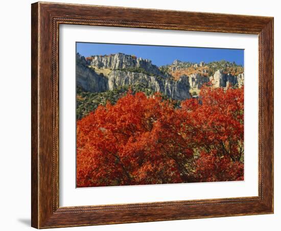 Bigtooth Maple, Blacksmith Fork Canyon, Bear River Range, Wasatch National Forest, Utah, USA-Scott T. Smith-Framed Photographic Print
