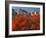 Bigtooth Maple, Blacksmith Fork Canyon, Bear River Range, Wasatch National Forest, Utah, USA-Scott T. Smith-Framed Photographic Print