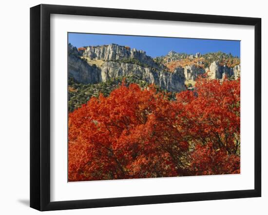 Bigtooth Maple, Blacksmith Fork Canyon, Bear River Range, Wasatch National Forest, Utah, USA-Scott T. Smith-Framed Photographic Print