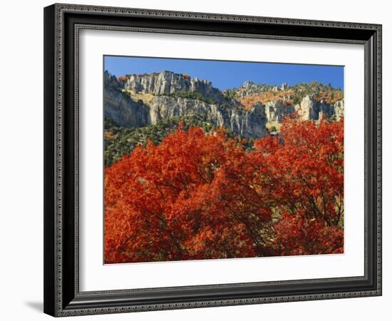 Bigtooth Maple, Blacksmith Fork Canyon, Bear River Range, Wasatch National Forest, Utah, USA-Scott T. Smith-Framed Photographic Print