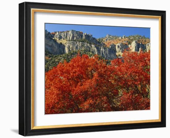 Bigtooth Maple, Blacksmith Fork Canyon, Bear River Range, Wasatch National Forest, Utah, USA-Scott T. Smith-Framed Photographic Print