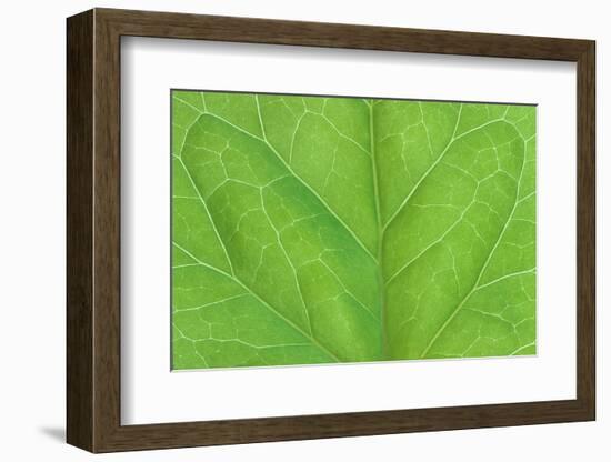 Bilaterally symmetrical ivy leaf.-Mark Gibson-Framed Photographic Print