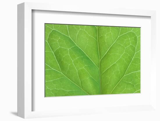 Bilaterally symmetrical ivy leaf.-Mark Gibson-Framed Photographic Print