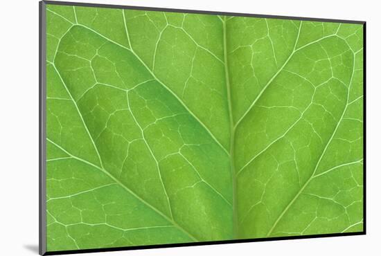 Bilaterally symmetrical ivy leaf.-Mark Gibson-Mounted Photographic Print