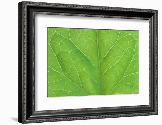 Bilaterally symmetrical ivy leaf.-Mark Gibson-Framed Photographic Print