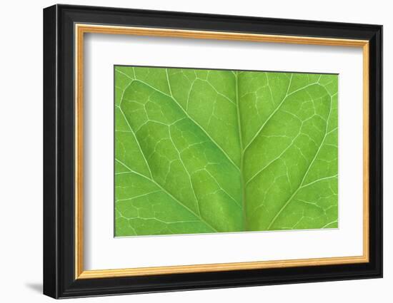 Bilaterally symmetrical ivy leaf.-Mark Gibson-Framed Photographic Print