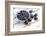 Bilberries and Plums with Enamel Dishes-Andrea Haase-Framed Photographic Print