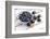 Bilberries and Plums with Enamel Dishes-Andrea Haase-Framed Photographic Print