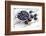 Bilberries and Plums with Enamel Dishes-Andrea Haase-Framed Photographic Print