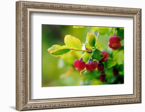 Bilberry (Vaccinium Myrtillus) In Flower, Devon, UK, June-David Pike-Framed Photographic Print