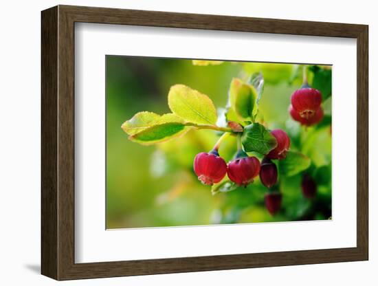 Bilberry (Vaccinium Myrtillus) In Flower, Devon, UK, June-David Pike-Framed Photographic Print