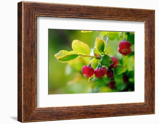 Bilberry (Vaccinium Myrtillus) In Flower, Devon, UK, June-David Pike-Framed Photographic Print