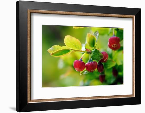 Bilberry (Vaccinium Myrtillus) In Flower, Devon, UK, June-David Pike-Framed Photographic Print