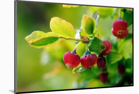 Bilberry (Vaccinium Myrtillus) In Flower, Devon, UK, June-David Pike-Mounted Photographic Print