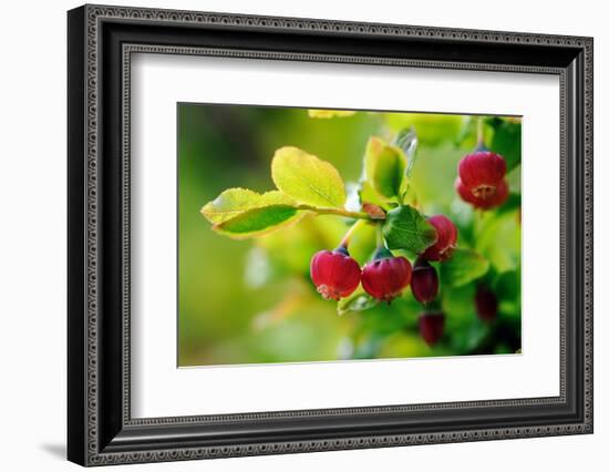 Bilberry (Vaccinium Myrtillus) In Flower, Devon, UK, June-David Pike-Framed Photographic Print