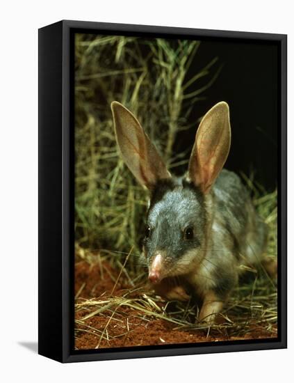 Bilby, Rabbit-Eared Bandicoot Central Australian Desert-null-Framed Premier Image Canvas