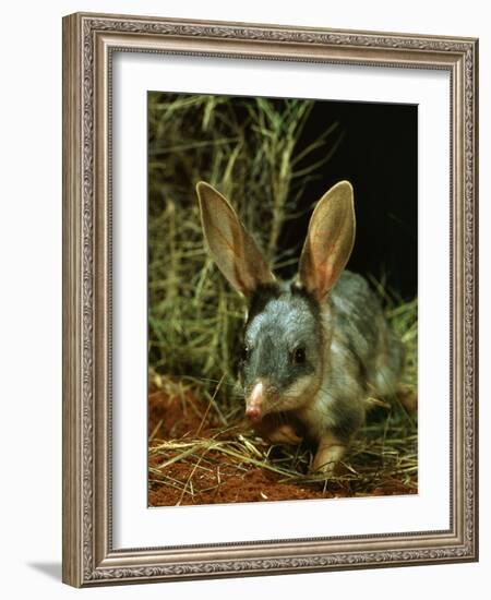 Bilby, Rabbit-Eared Bandicoot Central Australian Desert-null-Framed Photographic Print