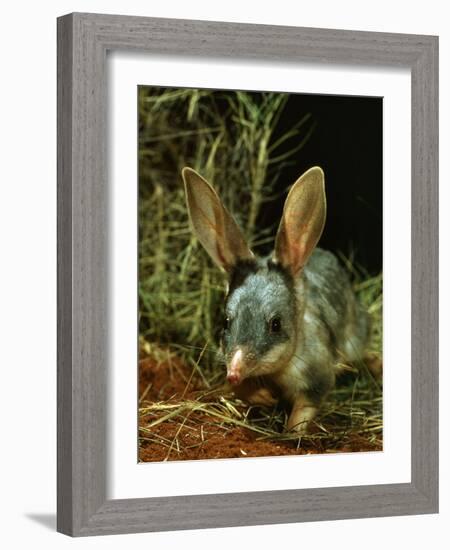 Bilby, Rabbit-Eared Bandicoot Central Australian Desert-null-Framed Photographic Print