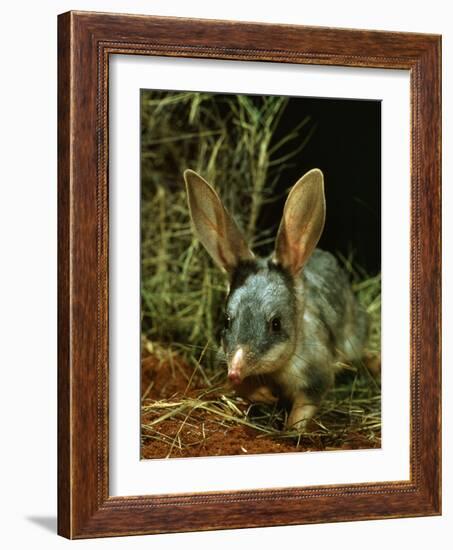 Bilby, Rabbit-Eared Bandicoot Central Australian Desert-null-Framed Photographic Print