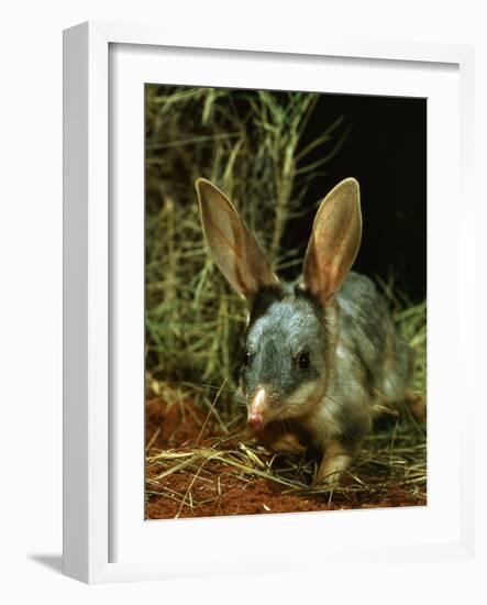 Bilby, Rabbit-Eared Bandicoot Central Australian Desert-null-Framed Photographic Print