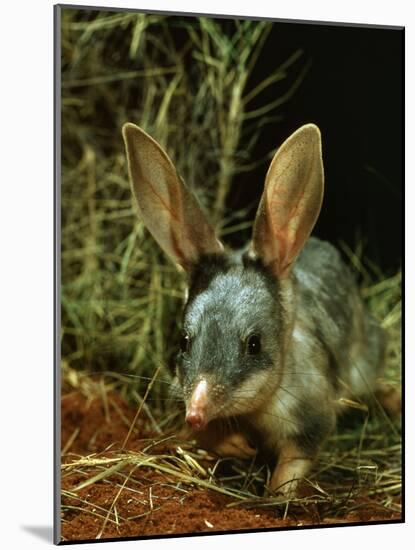 Bilby, Rabbit-Eared Bandicoot Central Australian Desert-null-Mounted Photographic Print