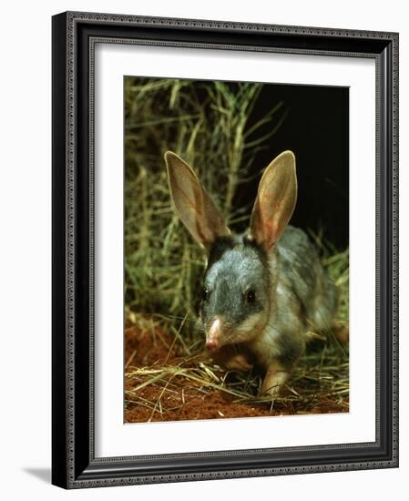 Bilby, Rabbit-Eared Bandicoot Central Australian Desert-null-Framed Photographic Print