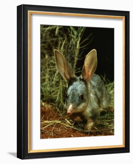 Bilby, Rabbit-Eared Bandicoot Central Australian Desert-null-Framed Photographic Print