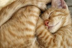 Sweet Dreams, Sleeping Cat-Bildagentur Zoonar GmbH-Photographic Print