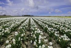 A Field of Daffodils in Bloom, Norfolk, England, United Kingdom, Europe-Bill Allsopp-Framed Photographic Print