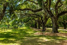 Boone Hall-Bill Carson Photography-Photographic Print