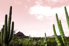 Cactus Landscape Under Pink Sky-Bill Carson Photography-Art Print