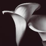 Shell Collection II-Bill Philip-Giclee Print