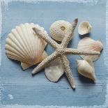 Shell Collection IV-Bill Philip-Art Print