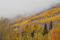 Colorful Aspen Forest-Bill Sherrell-Photographic Print