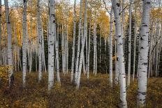 Colorful Aspen Forest-Bill Sherrell-Photographic Print