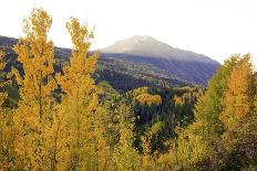 Colorful Aspen Forest-Bill Sherrell-Photographic Print