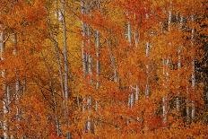 Mountains Of Aspens-Bill Sherrell-Photographic Print