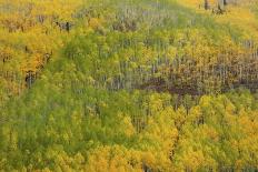 Mountains Of Aspens-Bill Sherrell-Photographic Print