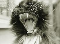 Cat Yawning-Bill Varie-Mounted Photographic Print