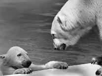 Polar Bears Looking at Each Other-Bill Varie-Photographic Print