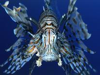Red Lionfish-Bill Varie-Mounted Photographic Print
