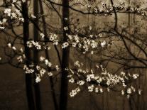 USA, Virginia, Shenandoah NP. Dogwood Blossoms in the Mist-Bill Young-Photographic Print
