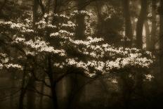 USA, Virginia, Shenandoah NP. Dogwood Blossoms in the Mist-Bill Young-Photographic Print