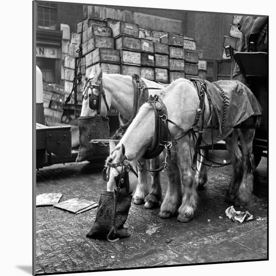 Billingsgate Fish Market 1954-Bela Zola-Mounted Photographic Print